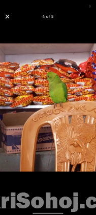 ইন্ডিয়ান রিংনেক টিয়া